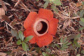 Рафлезія арнольді, найбільша квітка планети