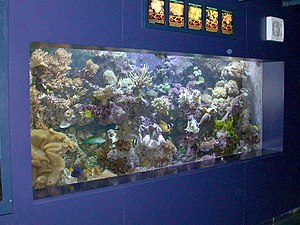 marine aquarium wikipedia the free encyclopedia saltwater aquarium 300x225