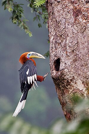 Aceros nipalensis, masklo neplenkreska.