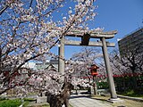 鳥居と桜。