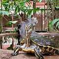 Nicaragua-Schmuckschildkröte