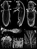 Miniatura para Scydosella musawasensis