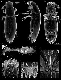 Scydosella musawasensis, o escaravello máis pequeno coñecido: a barra de escala da dereita é de 50 micrómetros.