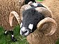 Овцы с интересными рогами.jpg