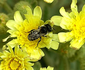 Megachile sp. (Megachilidae)