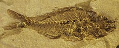 Fossil of Sparnodus micracanthus