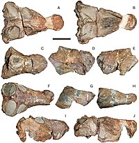 Specimens of Pardosuchus