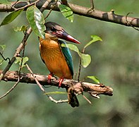 Pelargopsis capensis