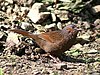 Streaked Laughingthrush I IMG 3892.jpg