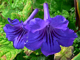 http://upload.wikimedia.org/wikipedia/commons/thumb/8/86/Streptocarpus_parviflorus_1.jpg/275px-Streptocarpus_parviflorus_1.jpg