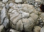 Stromatoliit Saaremaal Kübassaare rannal
