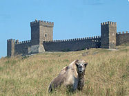 Mury obronne z Zamkiem Konsula (pośrodku). Na pierwszym planie wielbłąd, który jest jedną z atrakcji twierdzy