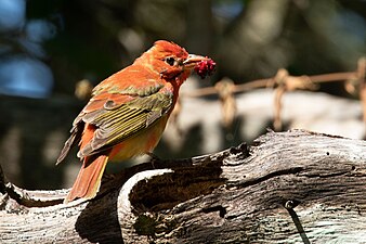 Halberwachsener männlicher Vogel