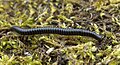 Image 25Tachypodoiulus niger, a millipede (from Myriapoda)