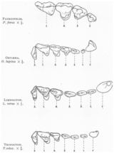Сравнение карнасиальных зубов волка и типичных гиенодонтид и оксиаенид 
