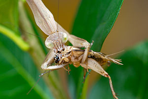 "Tenodera sinensis" Chinese mantis