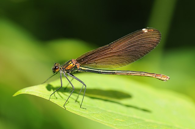 Красотка-девушка (Calopteryx virgo)