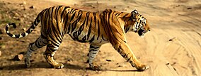 Tigress in Bandhavgarh NP.jpg