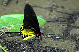 Troides helena