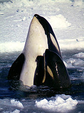 Мать-касатка и детеныш вытягивают свои тела над поверхностью воды от грудных плавников вперед на фоне пакета со льдом