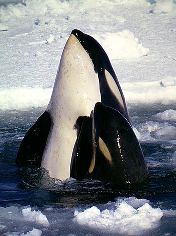 Type C killer whales in the Ross Sea. The eye ...