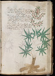 Planta del f16r, identificada como Cannabis sativa