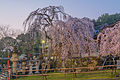 Weeping cherry tree in Himuro jinja