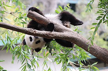 Ҙур панда балаһы ағаста уйнай.
