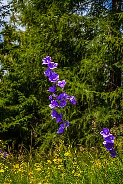 Zvonček hrubokoreňový (Campanula serrata).jpg