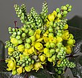 Flowers and buds of Mahonia aquifolium