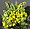 Oregon grape