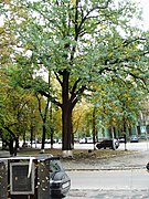 Пам'ятка природи — віковий дуб по вулиці Михайла Омеляновича-Павленка (160 років на час встановлення охоронної дошки)