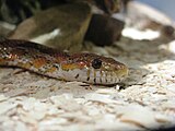 Маисовый полоз (Pantherophis guttatus)