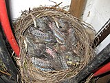 Nestlinge im Alter von acht Tagen