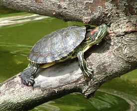 Красноухая черепаха1 (Trachemys scripta)