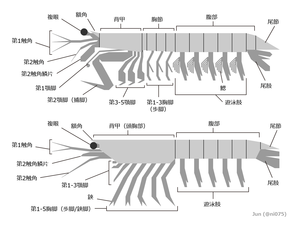 シャコ類/口脚類と十脚類（エビ類）（大まかな形態比較）