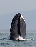 Espionaje en ballenas de Groenlandia en las islas Chantar