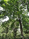 Aesculus wangii - Ботанический сад Куньмина - DSC02928.JPG