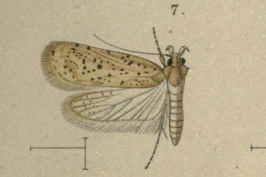 Agonopterix cinerariae