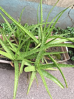 Description de l'image Aloe vera dans un pot.jpg.