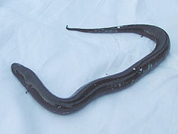 (Amphiuma means)