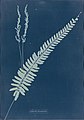 Φωτογράφημα της Anna Atkins από το βιβλίο "Cyanotypes of British and Foreign Flowering Plants" - 1854.