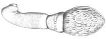 Apororhynchus hemignathi