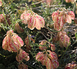 Astragalus whitneyi