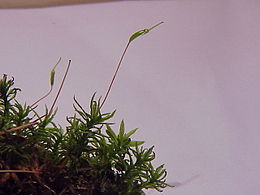 Vingialapė kemsa (Atrichum undulatum)