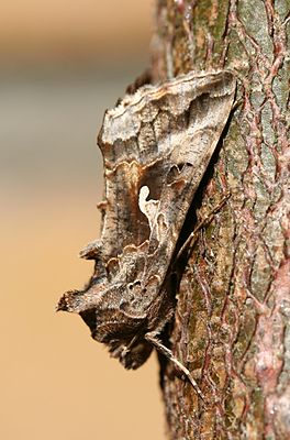 Металловидка гамма (Autographa gamma)