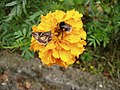 Bombus terrestris или B. lucorum и Autographa gamma