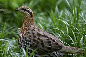 Bambupyy (Bambusicola fytchii)