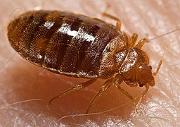 Bed bug, Cimex lectularius