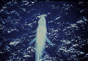 Aerial view of a blue whale showing both pecto...